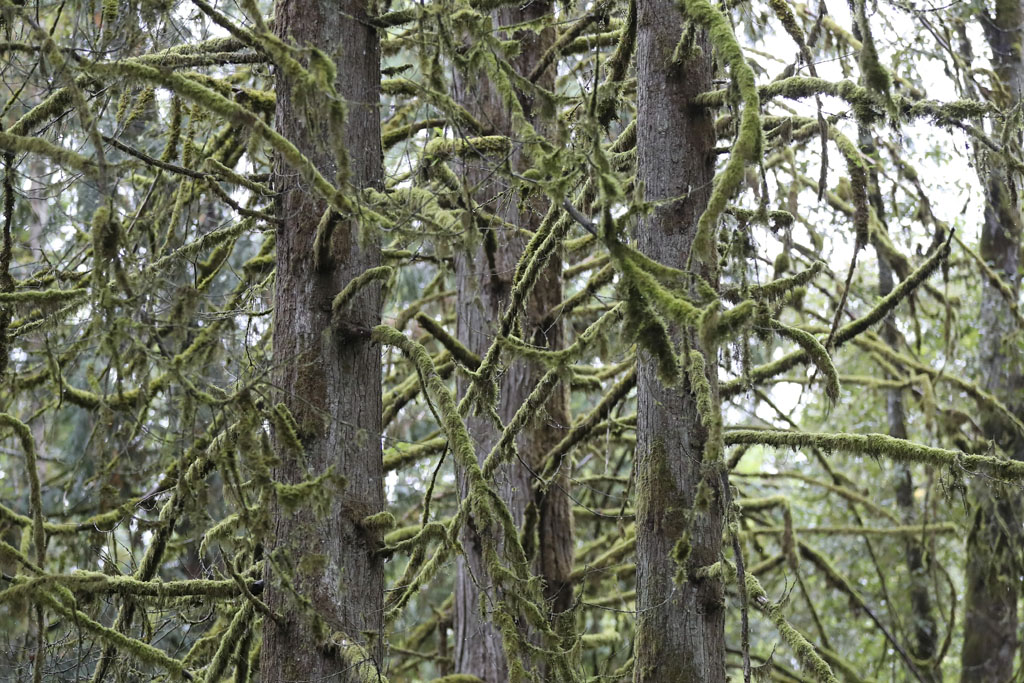 Moss grows on the branches of a dead western red cedar