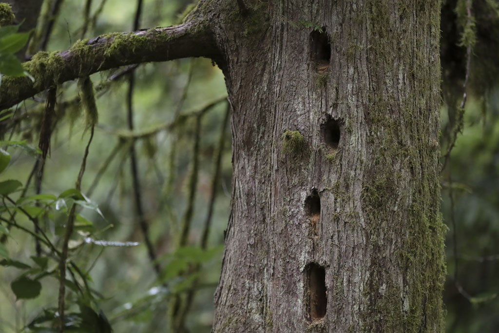Woodpecker nesting holes in a dead western red cedar tree