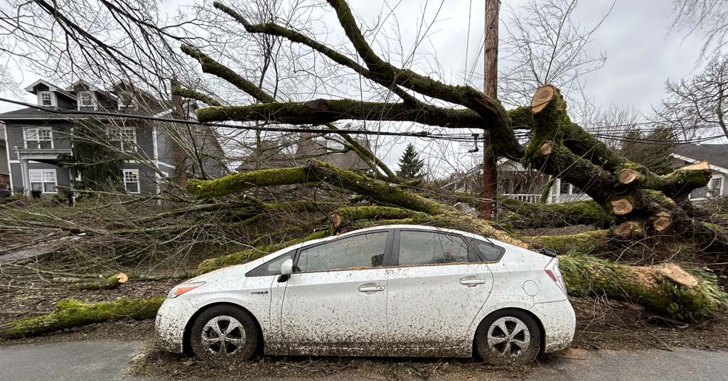 Tree fallen on car