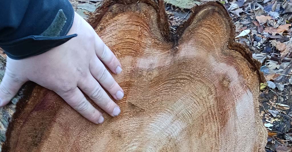 Western redcedar cross cut shows growth in rings