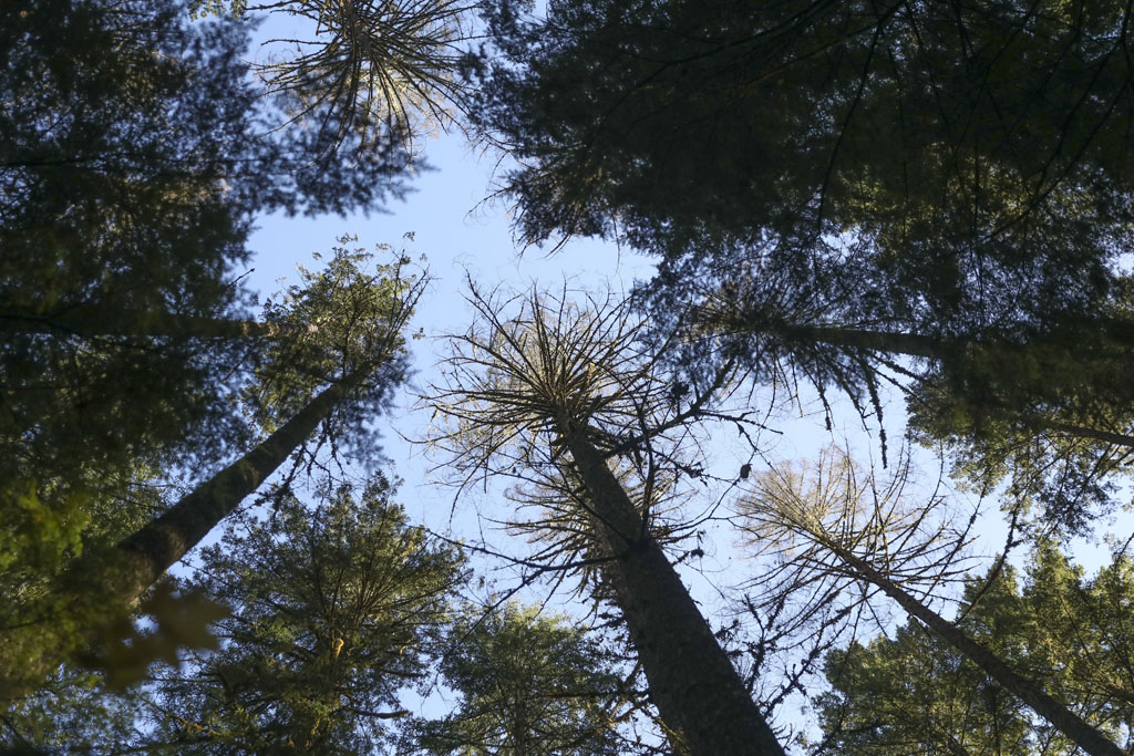 Douglas fir trees that died as a result of insect damage following heat stress