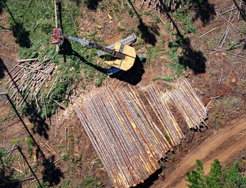 EXCLUSIVE: The Forest Service is using the threat of wildfires to meet timber targets