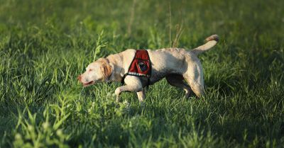 Dogs sniff out invasive plant species