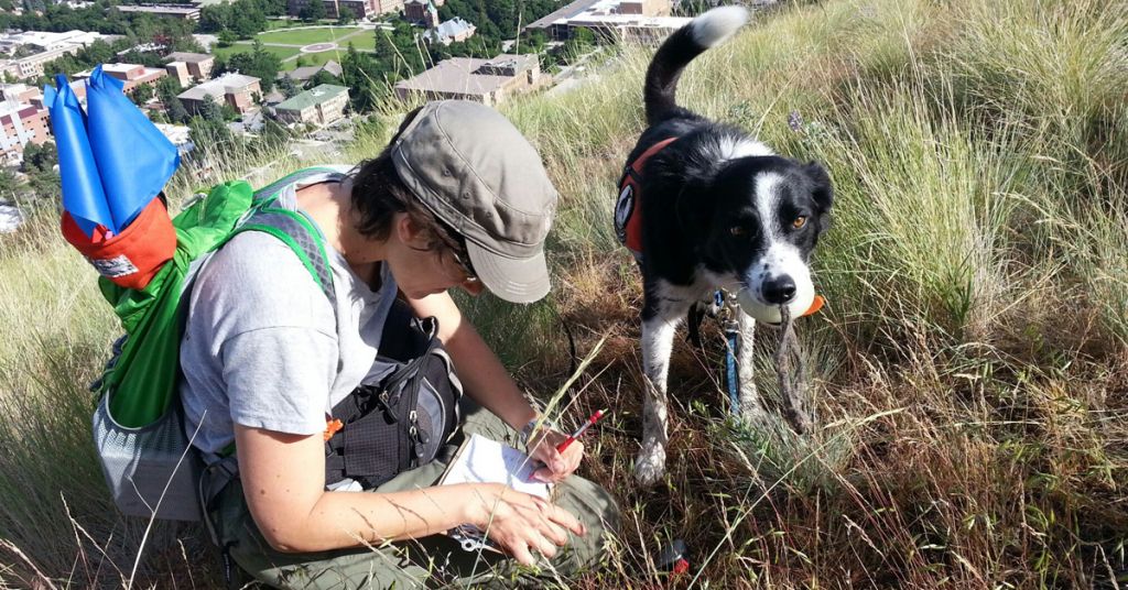 Dogs sniff out non-native plant species