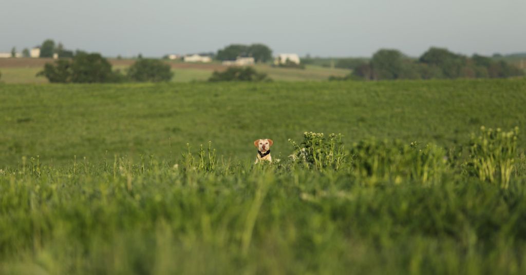 Dog sniffs out invasive plant species