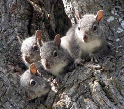 Western grey squirrel kits