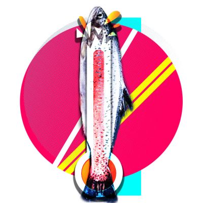 Fish smolt graphic