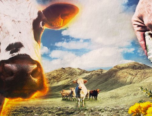 As private interests turn profits on public lands, wildlife and taxpayers pay the price