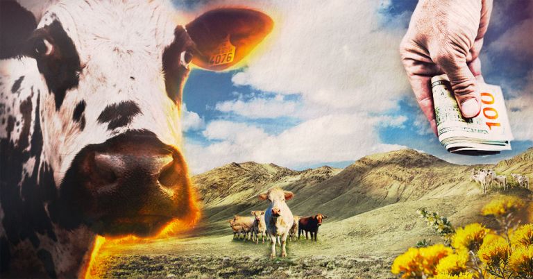 Montage cows, cash and rangleland