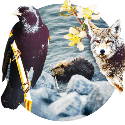 Coyote Beaver Red-winged blackbird montage