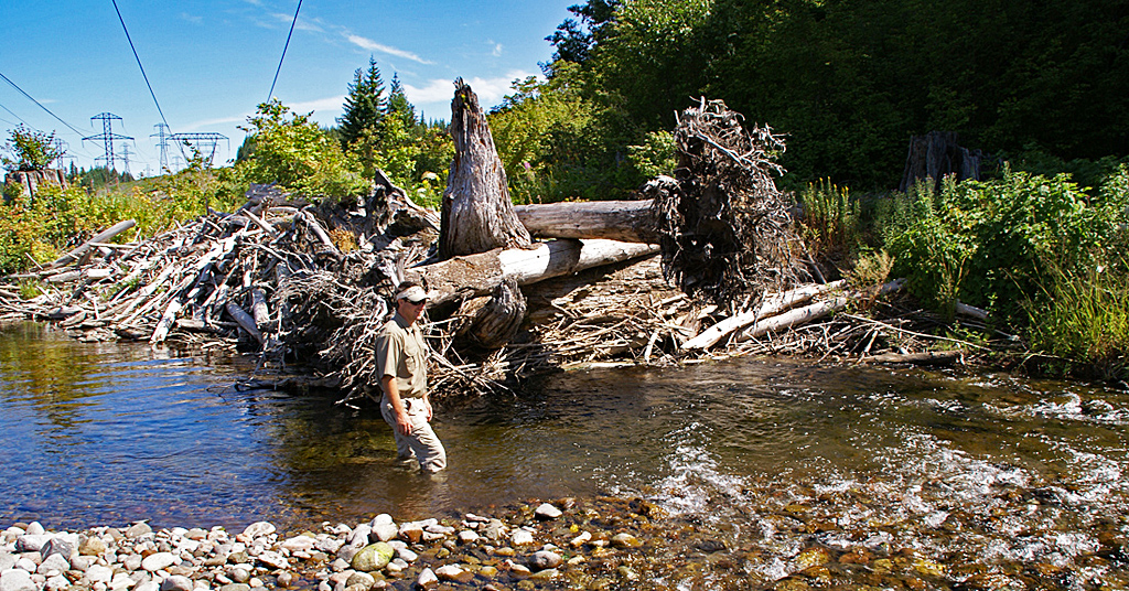 Salmon stream and power lines in Oregon