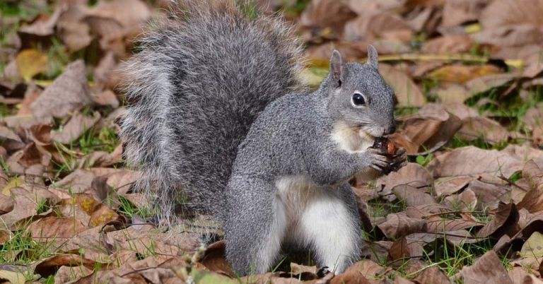 Western grey squirrel