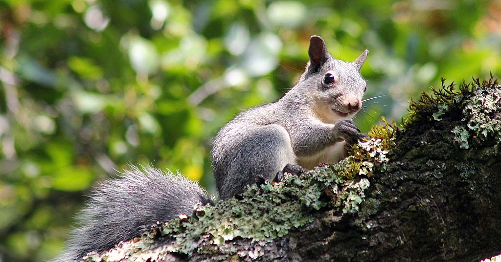 Western gray squirrel