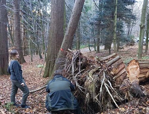 Climate change is killing this PNW tree. In Europe they want to plant it