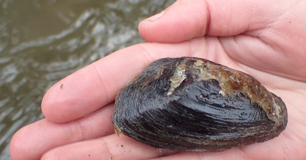 western ridged mussel