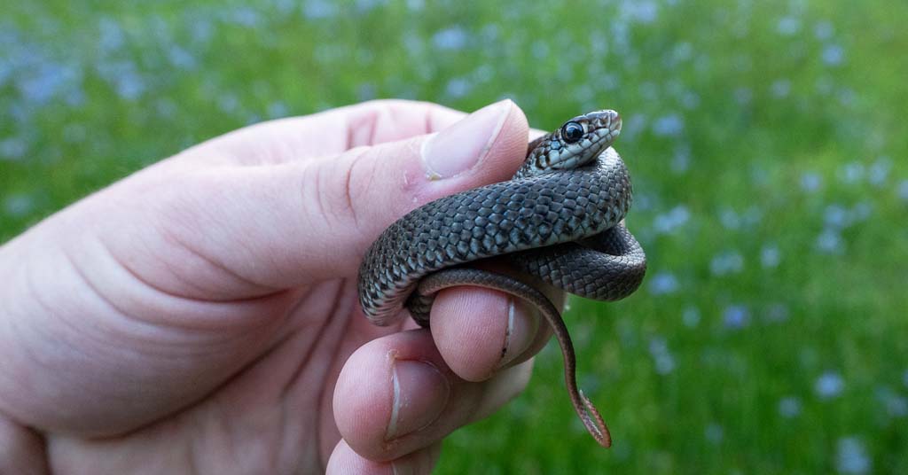 Western yellow-bellied racer in Oregon
