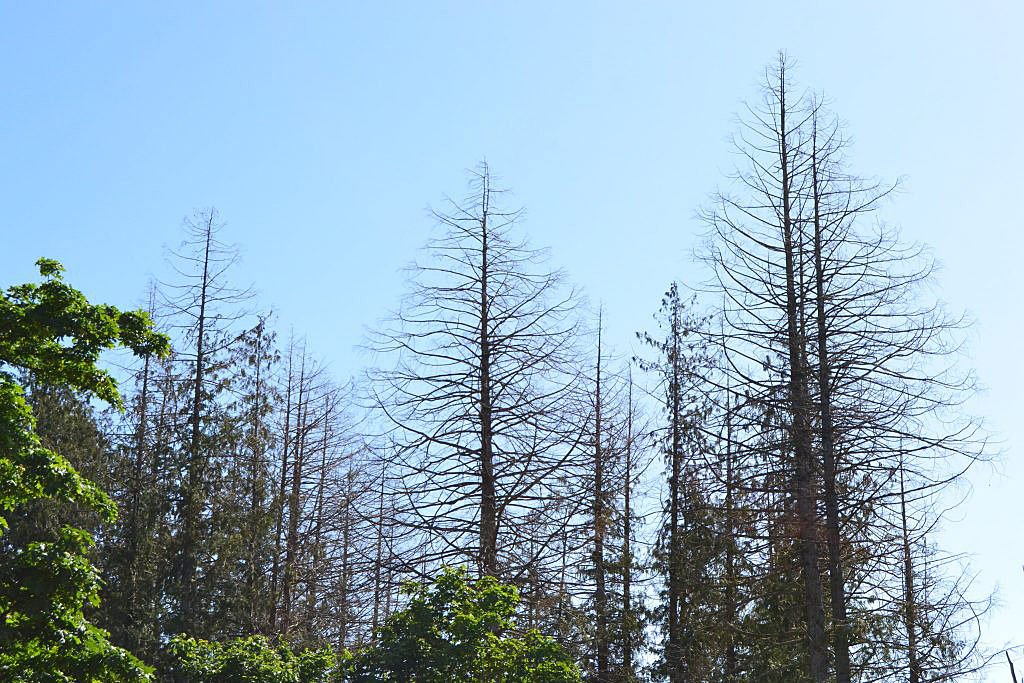 Dying trees, Pacific Northwest