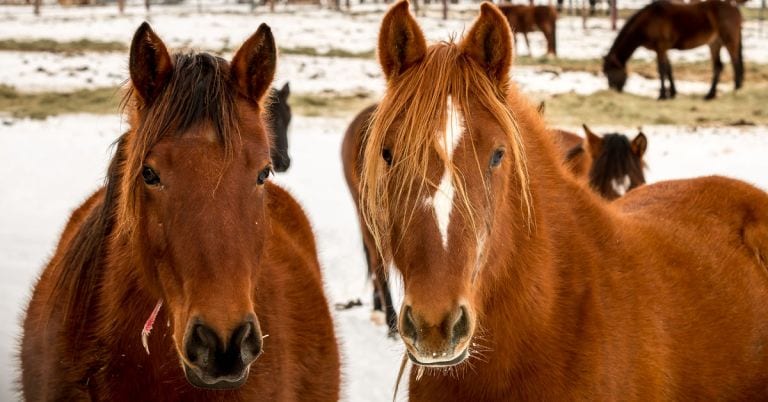 Wild Horse Corral Facility, Hines, Oregon. Photo by Greg Shine, BLM