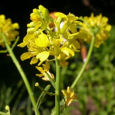 Brassica nigra (black mustard)