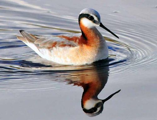 Could granting water rights to birds be the best way to save them?