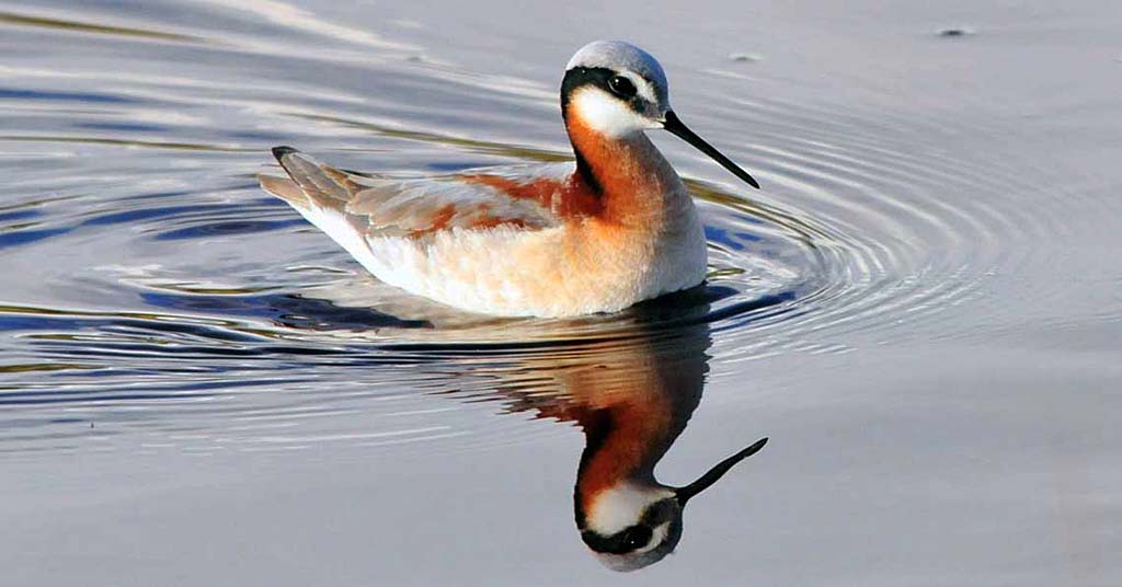 Wilson's phalarope