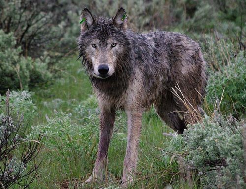 Poisoning of wolves ‘becoming an epidemic’ in Oregon