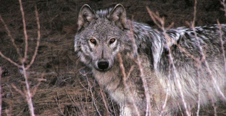 Wolf by Idaho Fish and Game