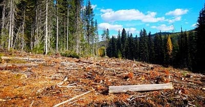 Clearcut swath seen from Pete Creek Road to the Canadian border. Credit: Anthony South, Yaak Landscape Photography, Yaak Valley Forest Council