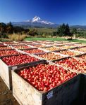 Apple harvest at Draper Girls' Country Farm