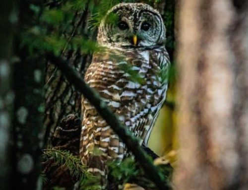 Caring for Wildlife at the Rowena Wildlife Clinic