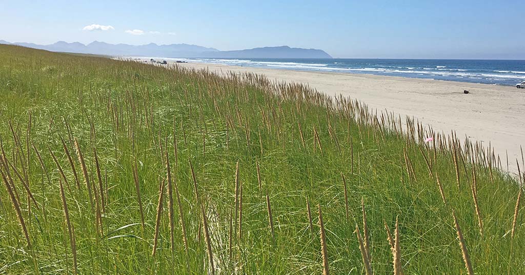 Oregon coast beach grass