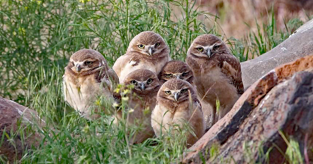 Burrowing owls at burrow entrance