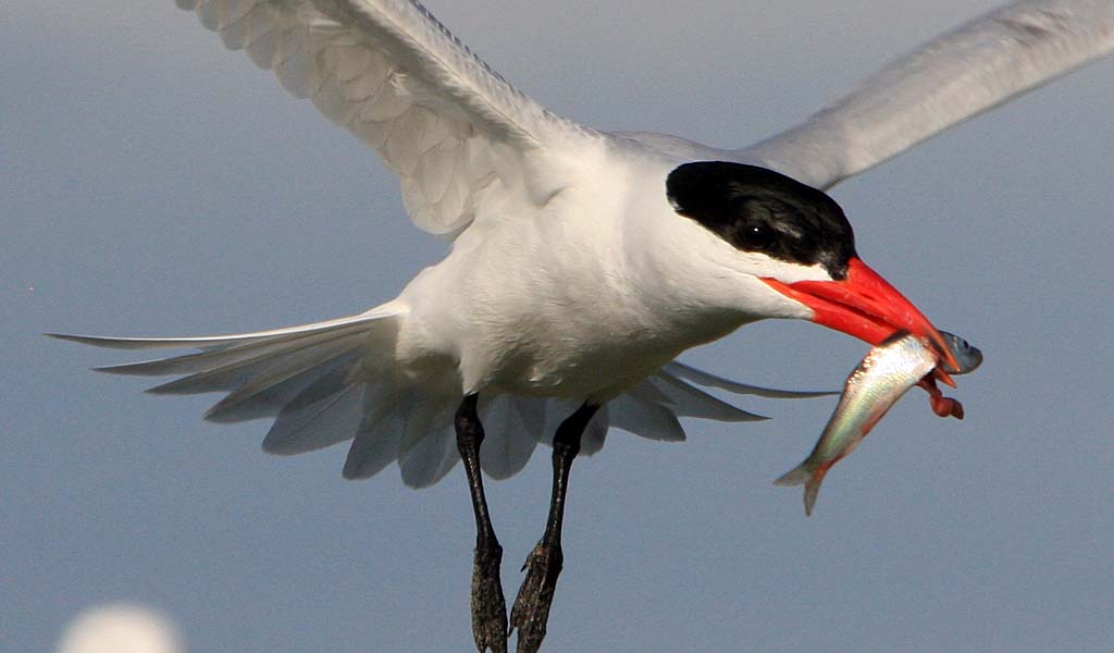 Caspian tern with a small fish in its mouth