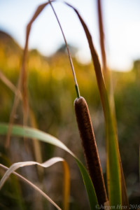 cattail