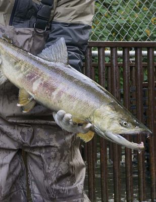 Chum salmon