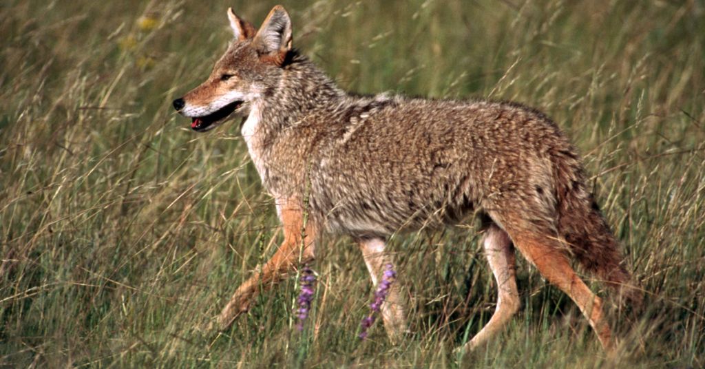 Coyote killing contests