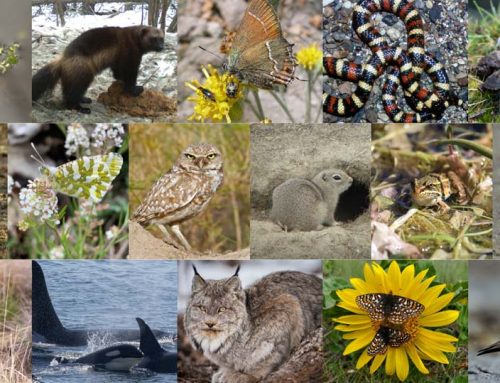 Does new video series mark a WDFW pivot toward conservation?