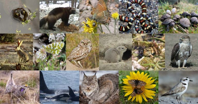 Washington state species collage