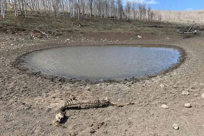 Drought, Utah Division of Wildlife Resources