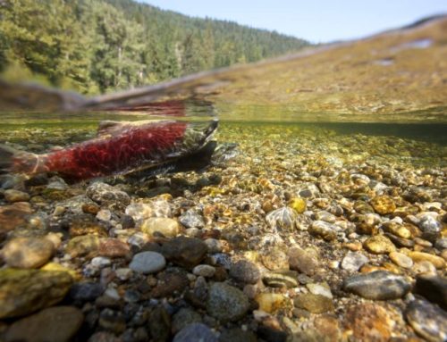 Bringing salmon back to the Upper Columbia