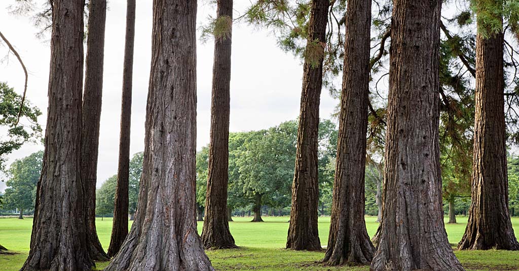 Giant Redwoods in Wales