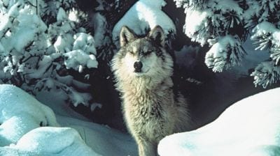 Gray wolf in snow by USFWS