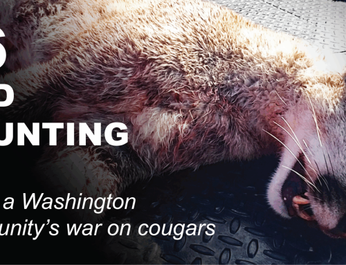 16 y contando: Dentro de la guerra de una comunidad de Washington contra los pumas