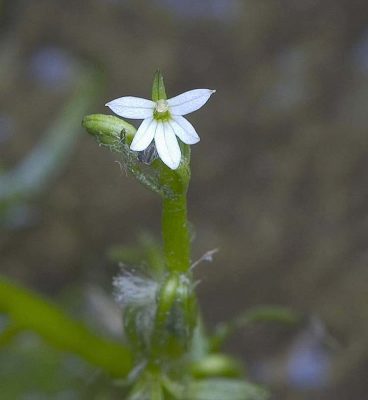 Water howellia flower