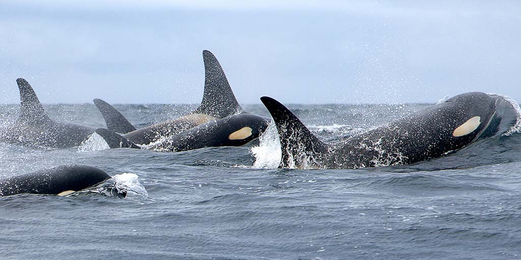 Southern Resident orcas pod breaching