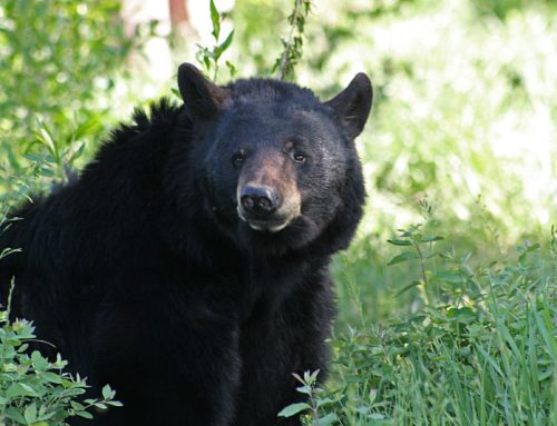 ¿Necesitó matar al oso Creswell?