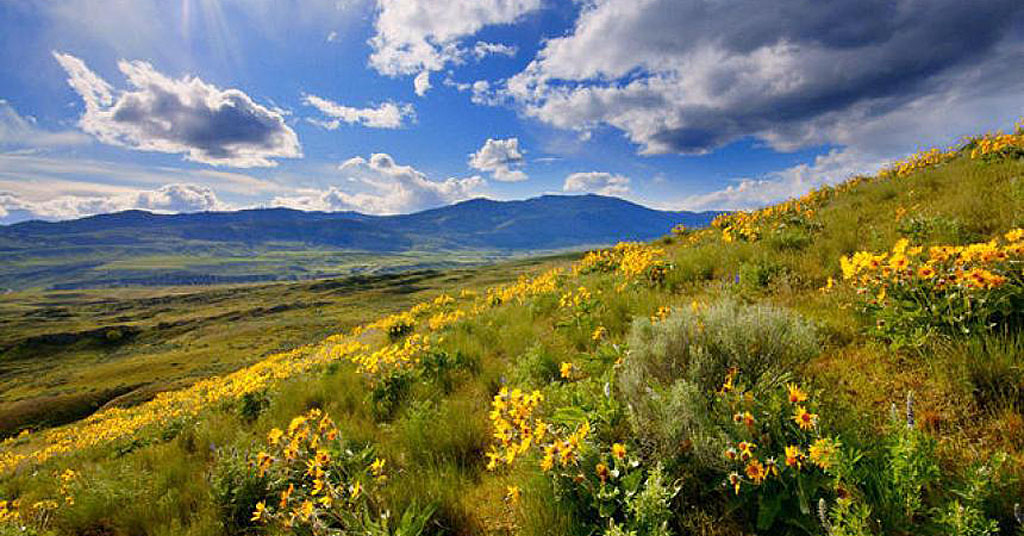 Yellow flowers on healthy shrubsteppe in Washington