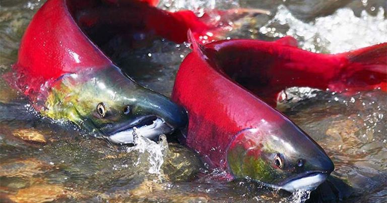 Sockeye Salmon