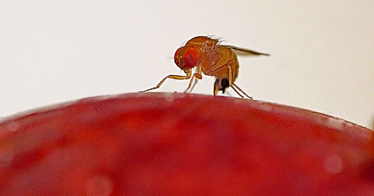 Fruit fly