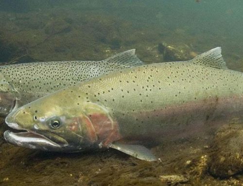 Pressure builds on Army Corps to produce reports on Willamette River Basin dams